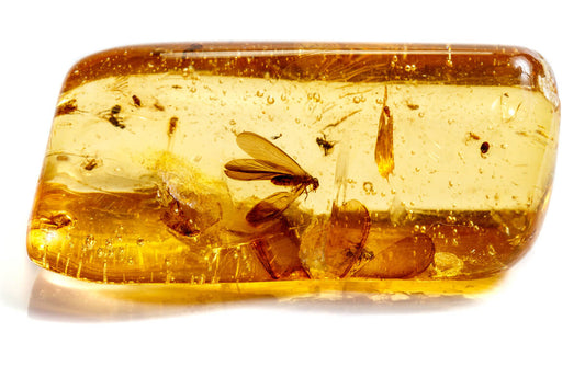 D'ou provient L'ambre ?