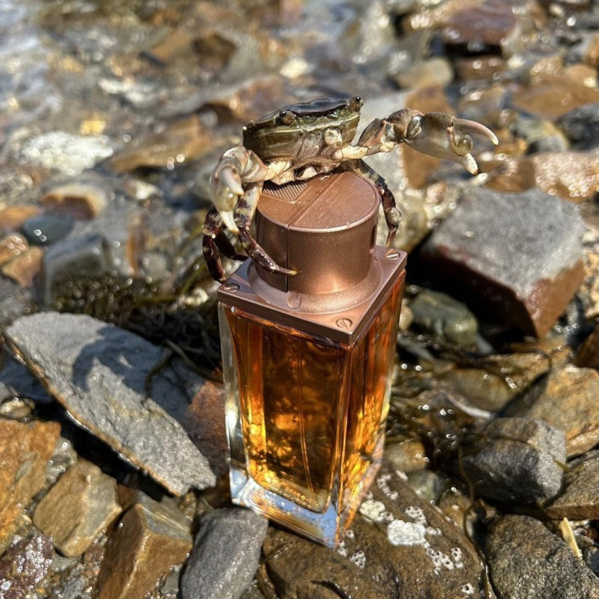 Ted Lapidus - Altamir - Eau de Toilette pour homme